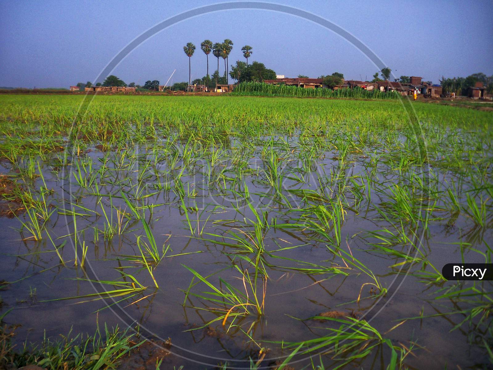 Paddy seedling sown in flooded land