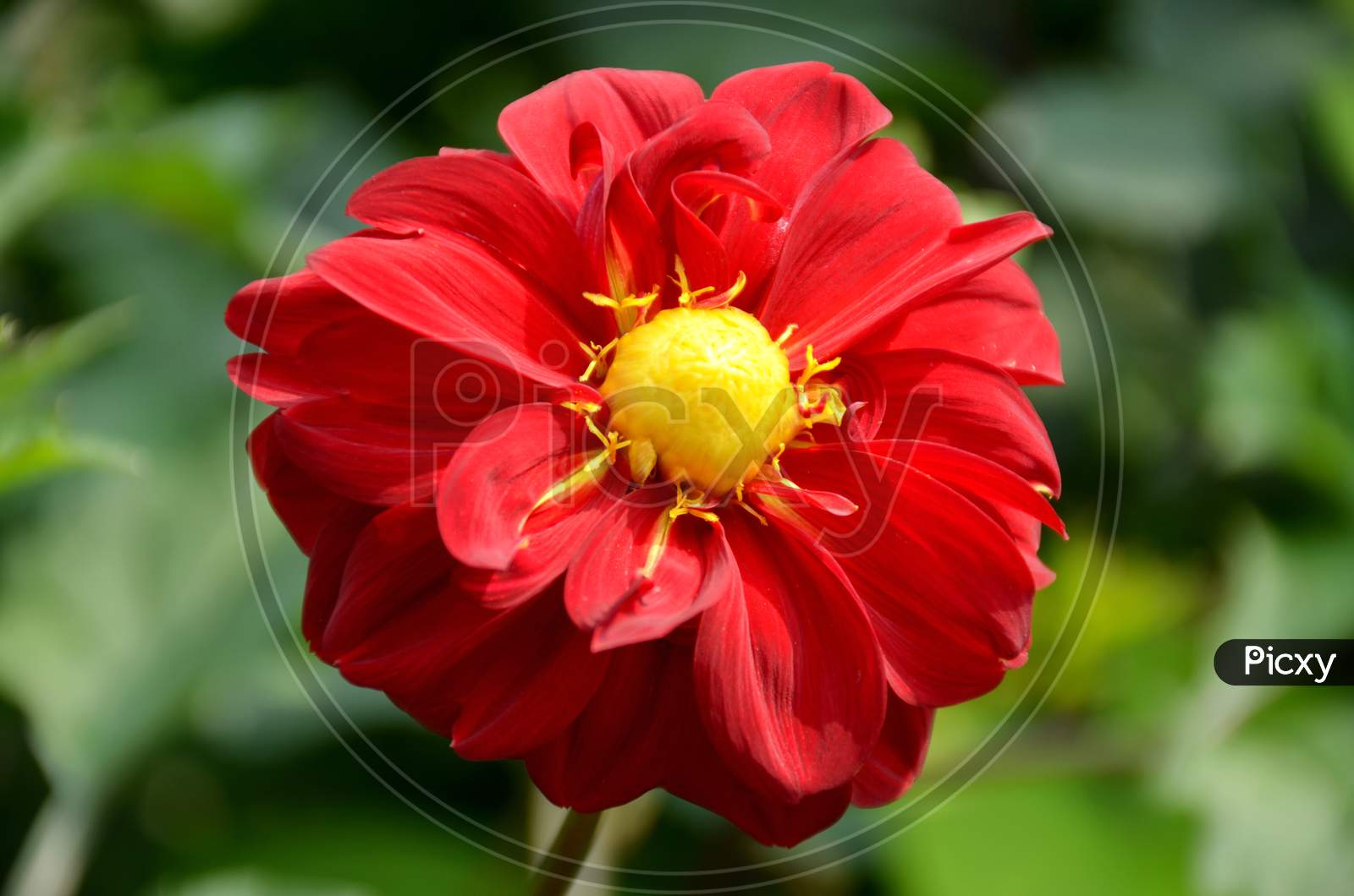 beautifull red dahlia flower in the guardan.