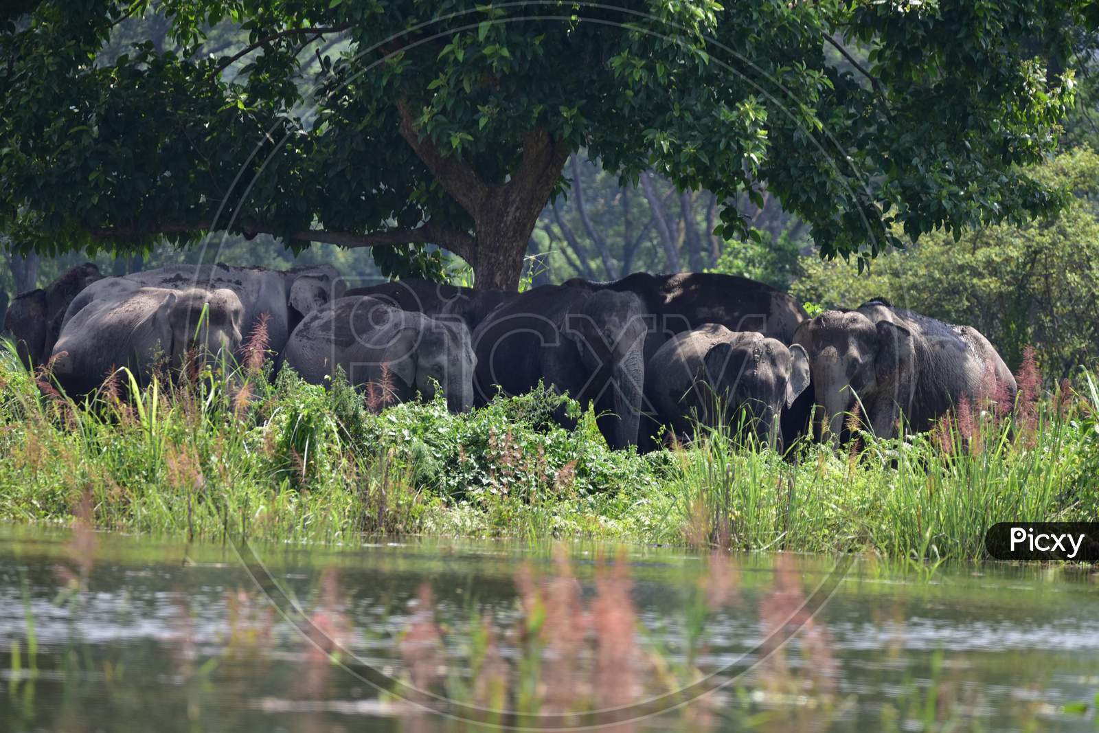 A Herd Of Wild Elephant   Takes Shelter At A Higher Land, Following Flooding At Kaziranga National Park  In Nagaon District Of Assam Tuesday, June 30, 2020.