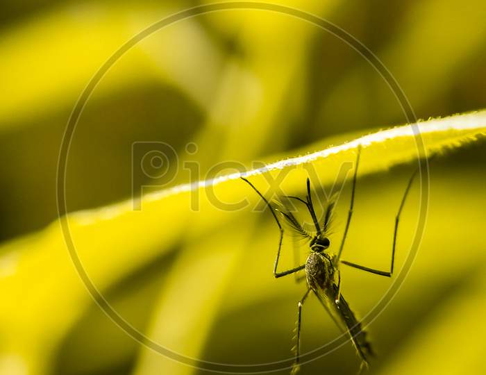 A macro shot of plant Mosquito.