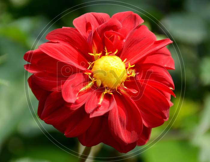beautifull red dahlia flower in the guardan.