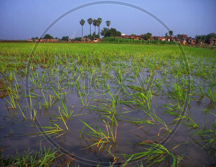 Paddy seedling sown in flooded land