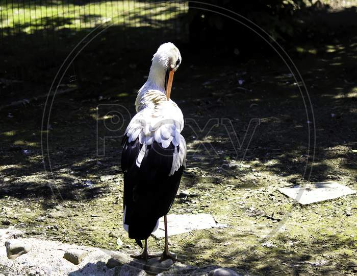 Rear View Of White Stork, A Species Of Ciconiidae Bird