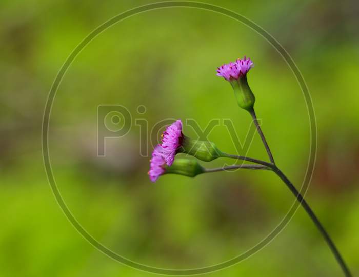 Flower Of Emilia Sonchifolia, Also Known As Lilac Tasselflower Or Cupid'S Shaving Brush.