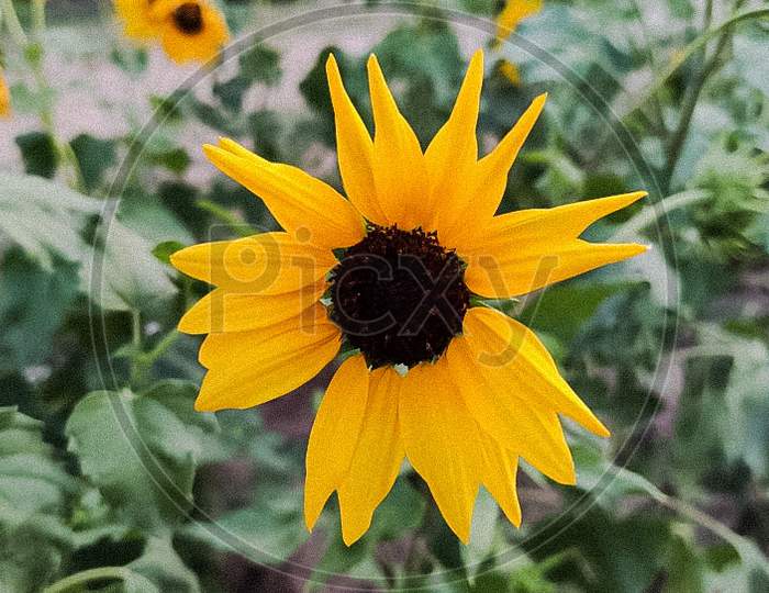 Sunflower head, single flower.