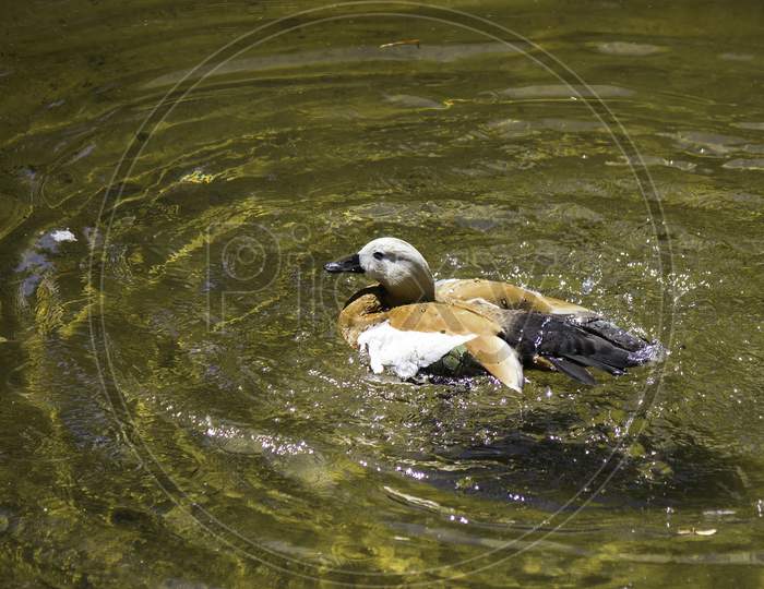 Ruddy Shelduck, A Species Of Geese Swim In Water In Summer