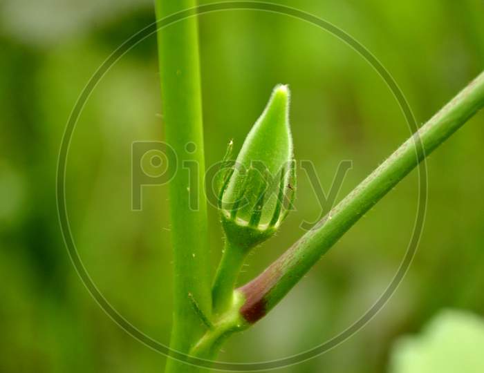 the small ripe green ladyfinger with plant.
