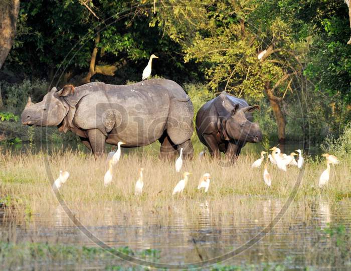 One-Horned Rhino With Its Calf Takes Shelter At A Higher Land, Following Flooding In The Low-Lying Areas Of Pobitora Wildlife Sanctuary, In Morigaon District, Tuesday, June 30, 2020.