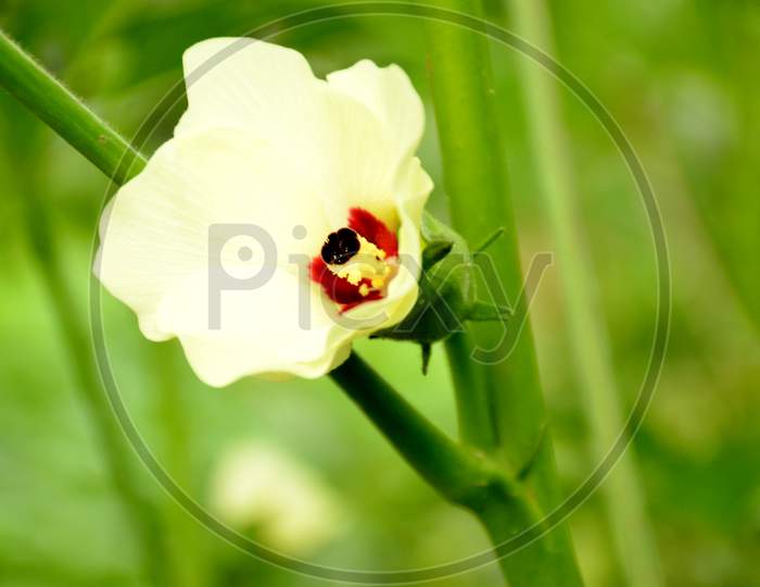 the beautifull white colour flower for ladyfinger plant