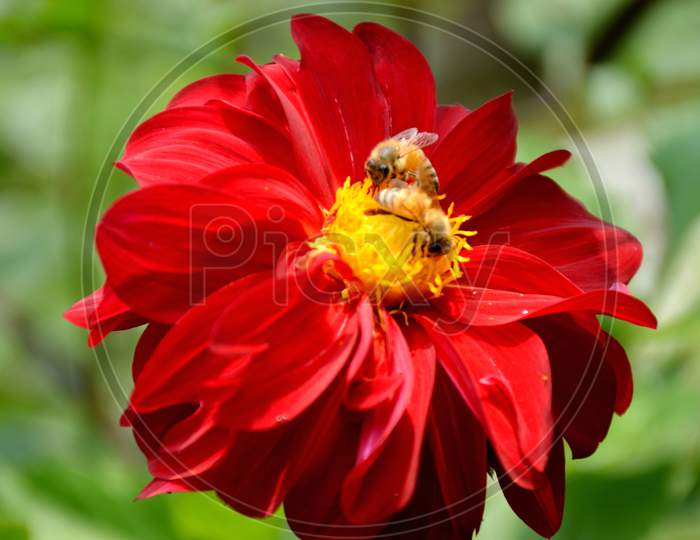 the beautifull red dahlia flower in side honeybee.