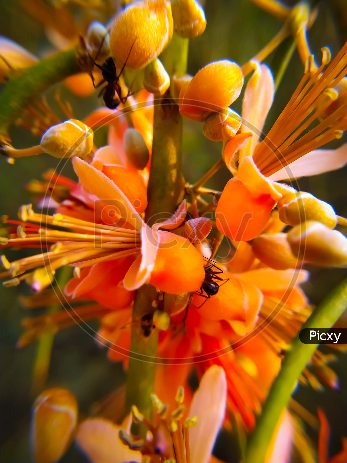 Image of Capparis decidua Flowers blooming in summer-GH115509-Picxy