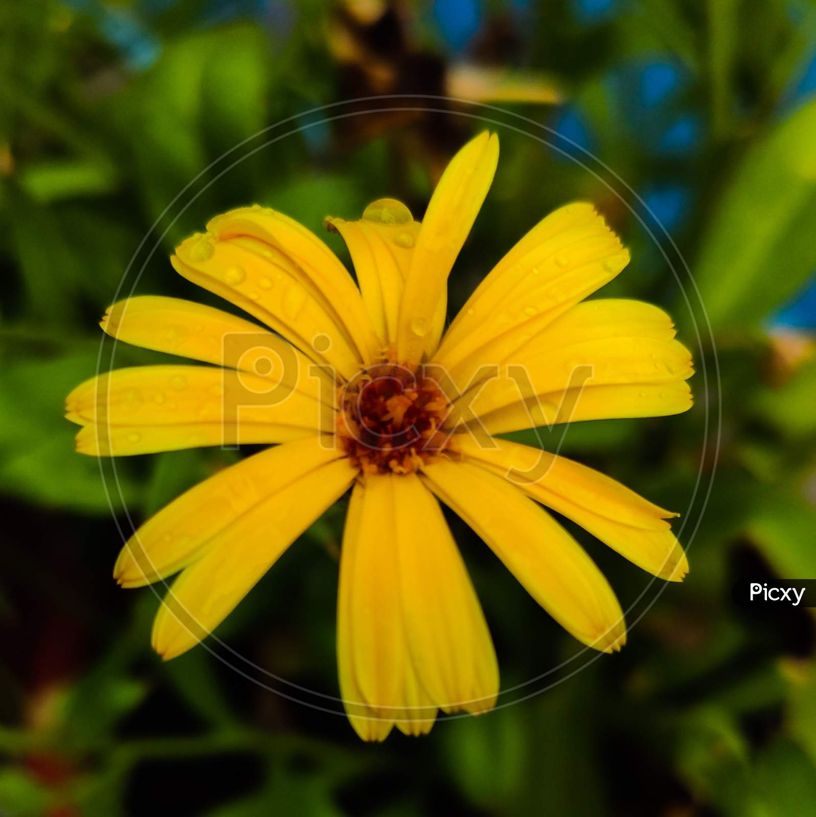 A close shot of tickseed yellow flower with water droplets on the petals