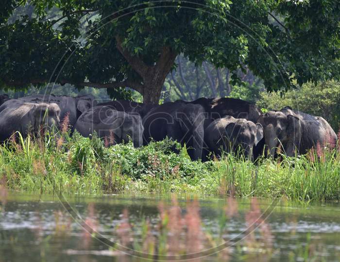 A Herd Of Wild Elephant   Takes Shelter At A Higher Land, Following Flooding At Kaziranga National Park  In Nagaon District Of Assam Tuesday, June 30, 2020.