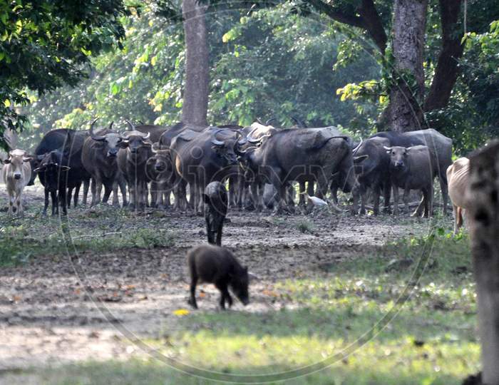 Wild Buffalos Take Shelter On A Highland, In A Flood Affected Area Inside The Pobitora Wildlife Sanctuary, In Morigaon District, Tuesday, June 30, 2020. .
