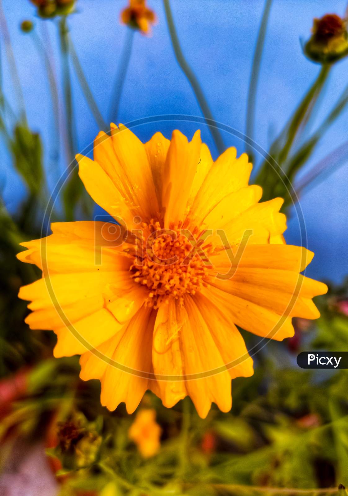 A beautiful marigold closeup with water droplets on the petals