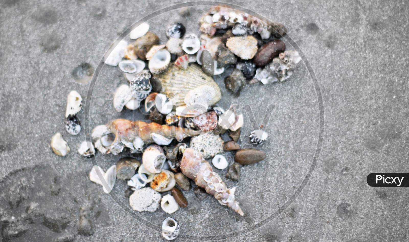 Heap Of Various Dead Snails On Sand At Sea Beach .