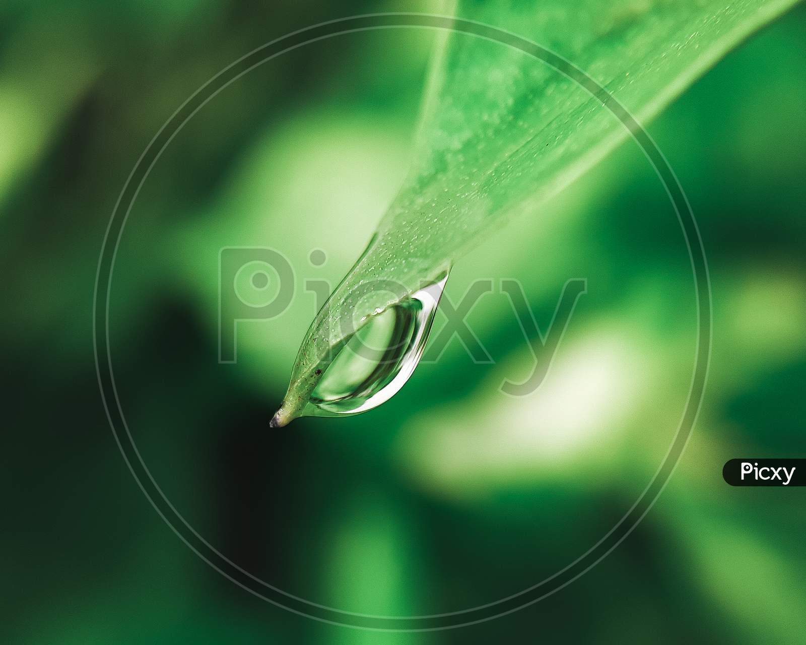 Water drop on a leaf