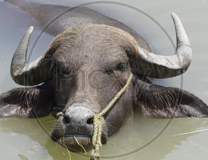 A buffalo cools off in a Pond