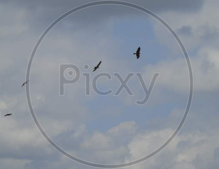 eagle flying on sky