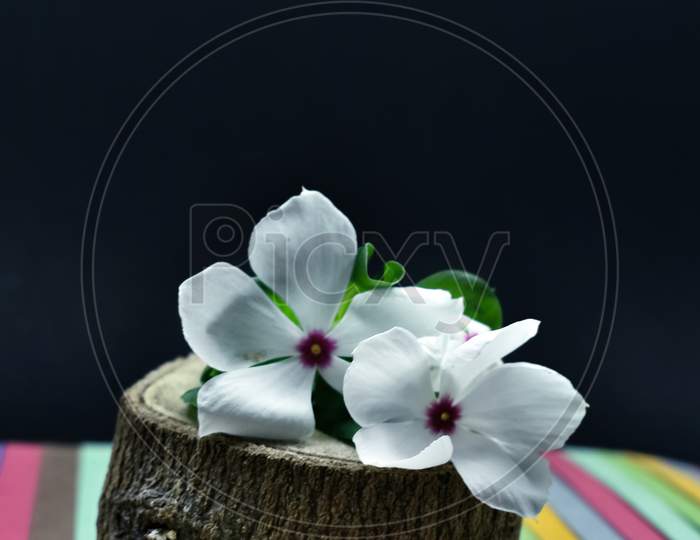 Beautiful Closeup Photograph Of Sadabahar Or Periwinkle Flower.