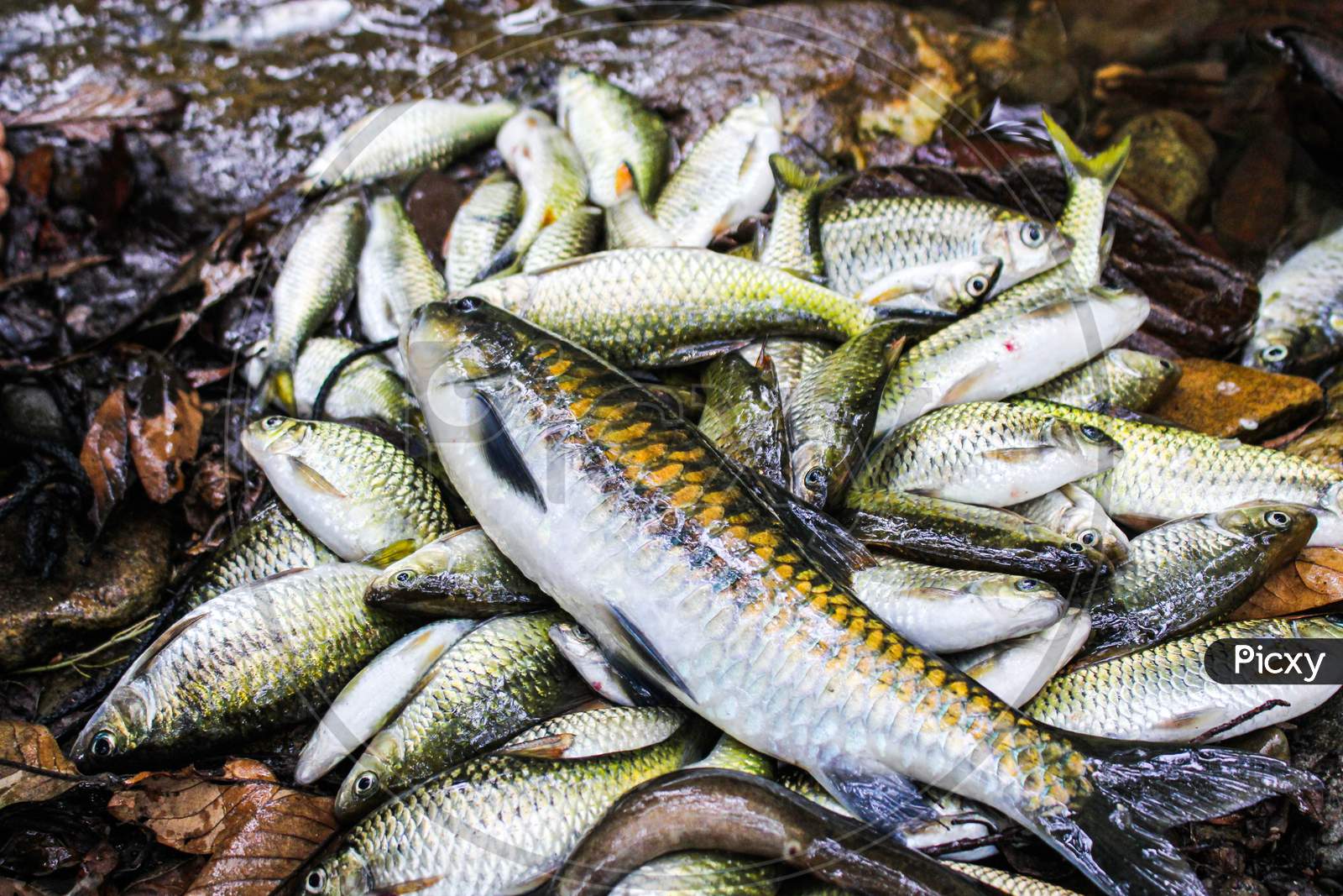 Fish are naturally safe from chemicals.