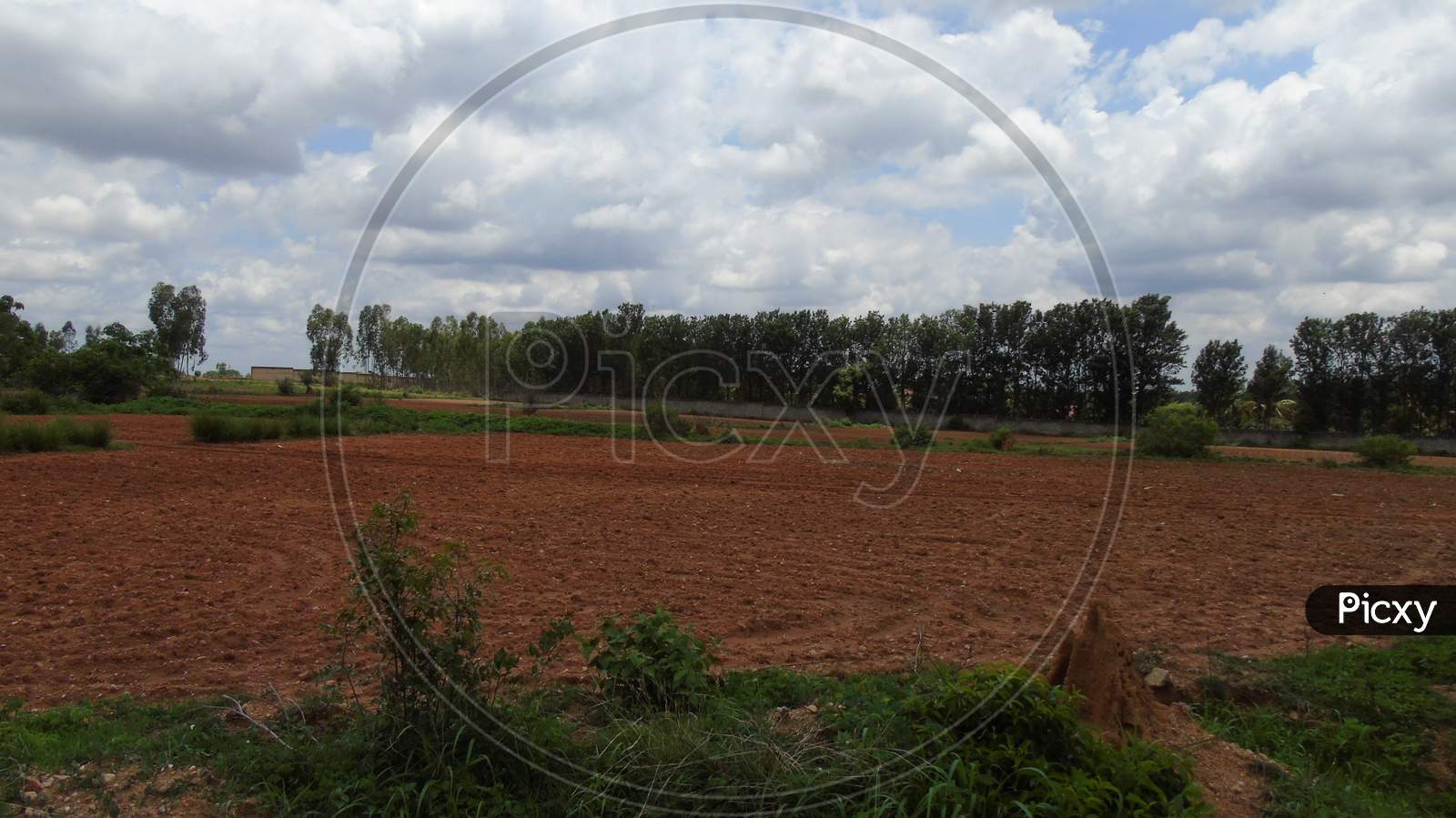 agriculture field in village