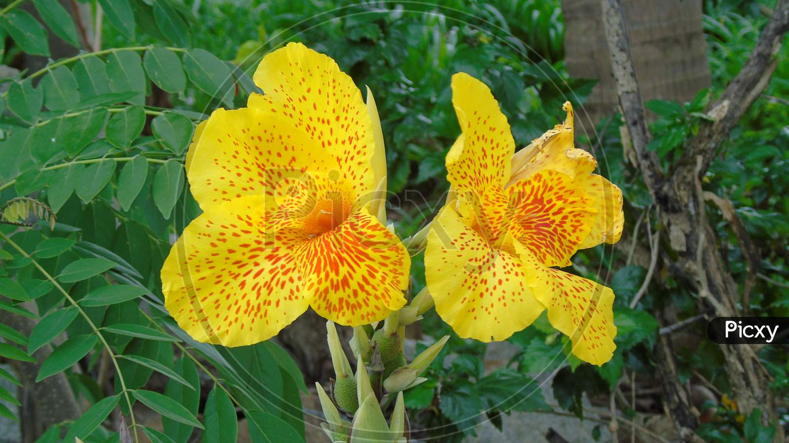 Yellow canna flower in a garden