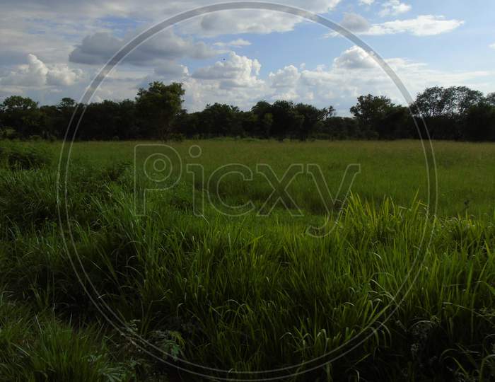 green grass land in village road side