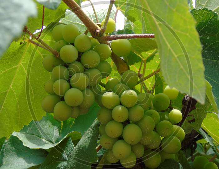 A green grape garden in village