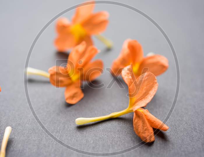 Crossandra OR Aboli flowers