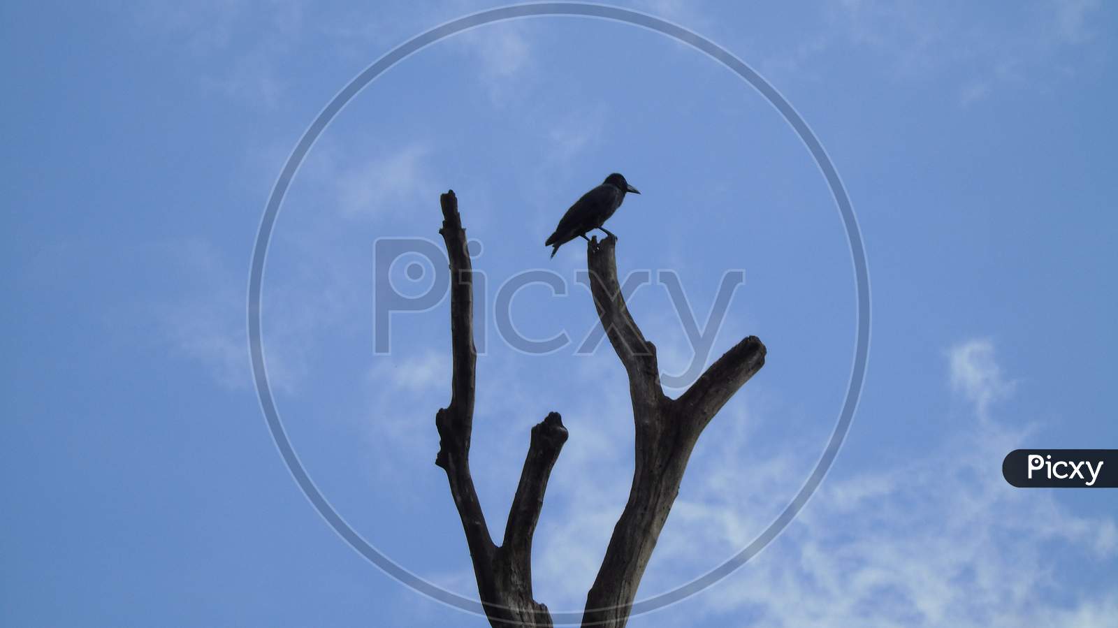 A bird sitting on dead tree branch