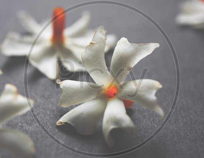 Parijat or prajakt flower also known as Nyctanthes arbor-tristis