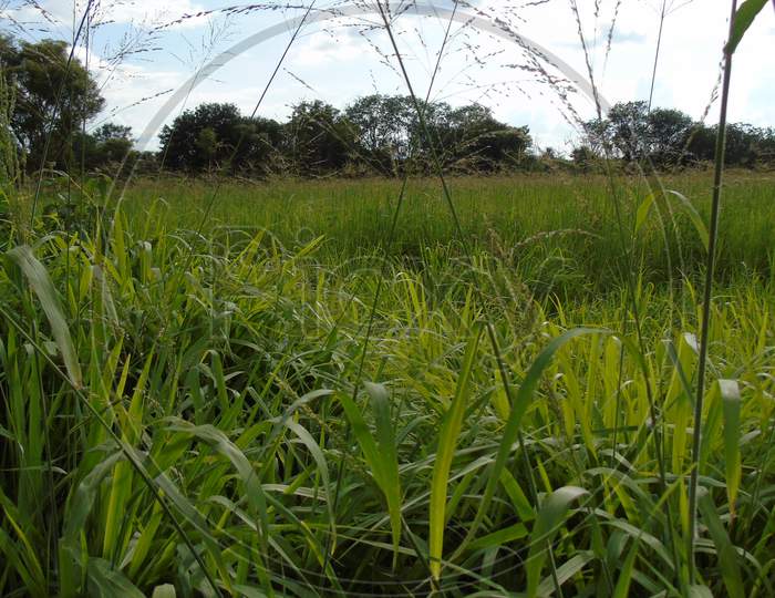 Green grass  on road side in village