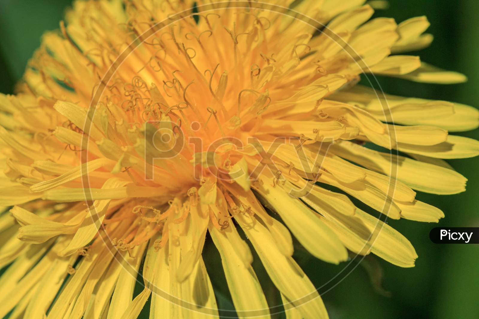 Yellow Dandelion Flower Spring Plant Close Up