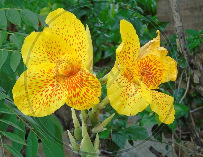 beautiful yellow canna flower in the garden