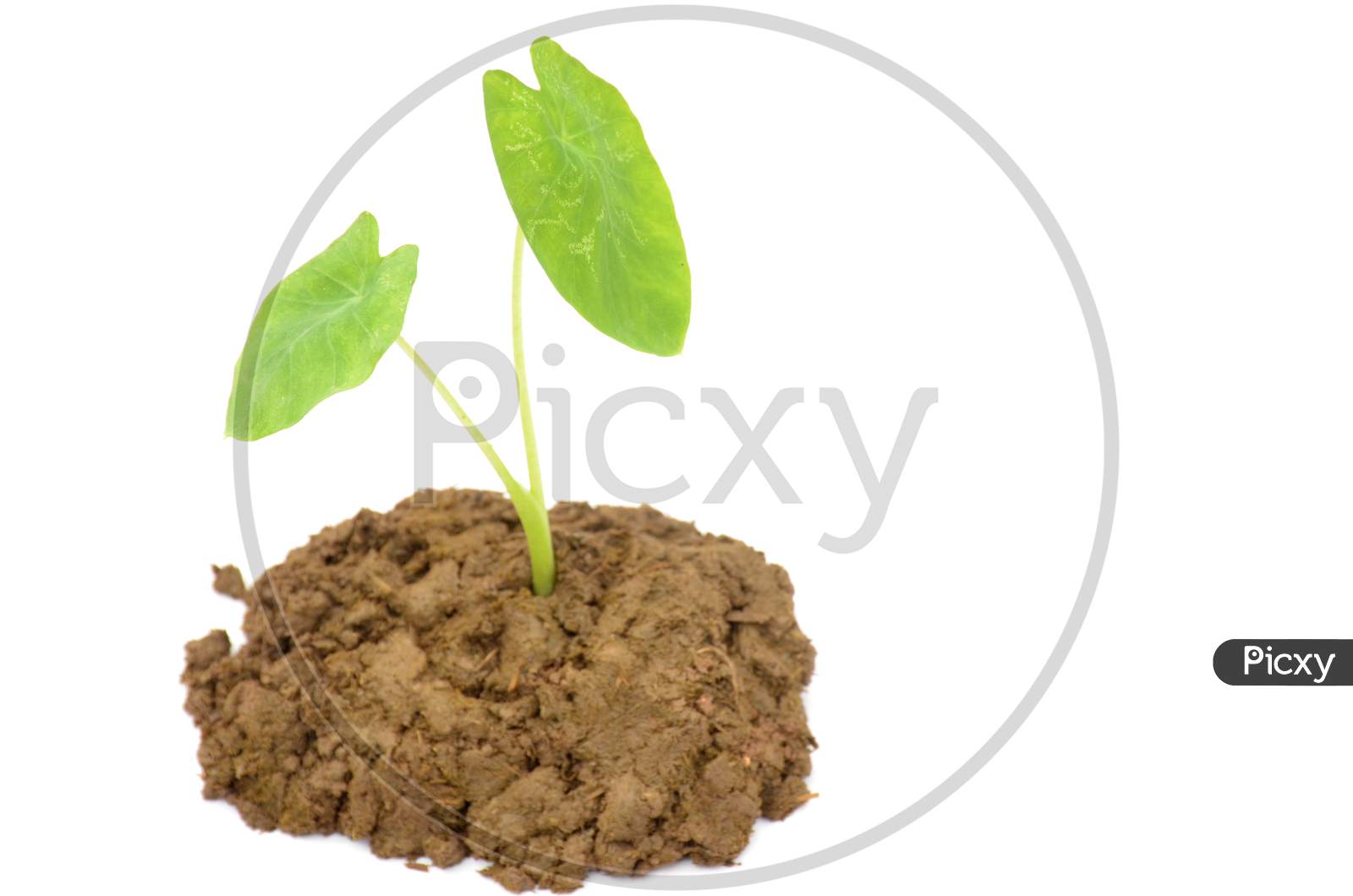 the small green arbic plant seedlings isolated on white background.