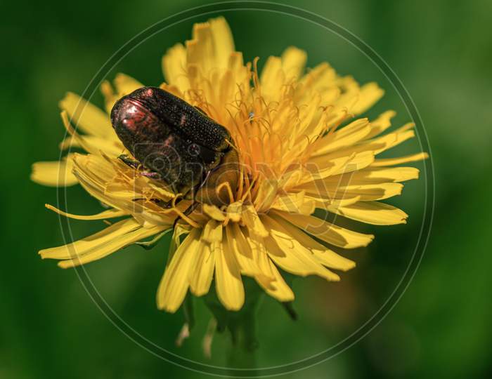 Cockchafer Bug Eating Pollen In Dandelion