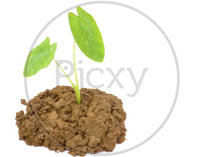 the small green arbic plant seedlings isolated on white background.