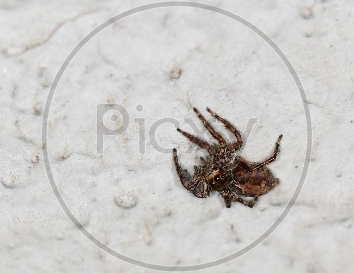 Common spider on a wall