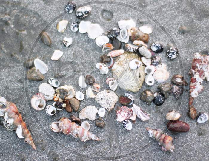 Heap Of Various Dead Snails On Sand At Sea Beach .