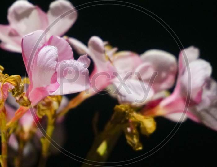 Pinkish white flowers