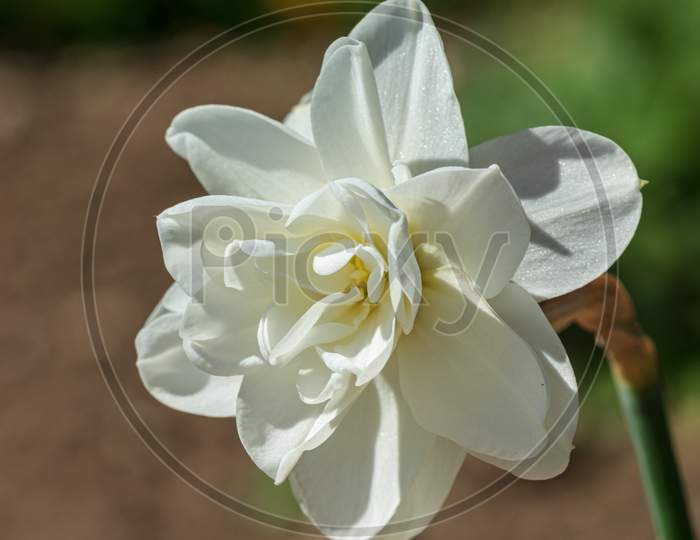 White Color Flower Plant 
Daffodil