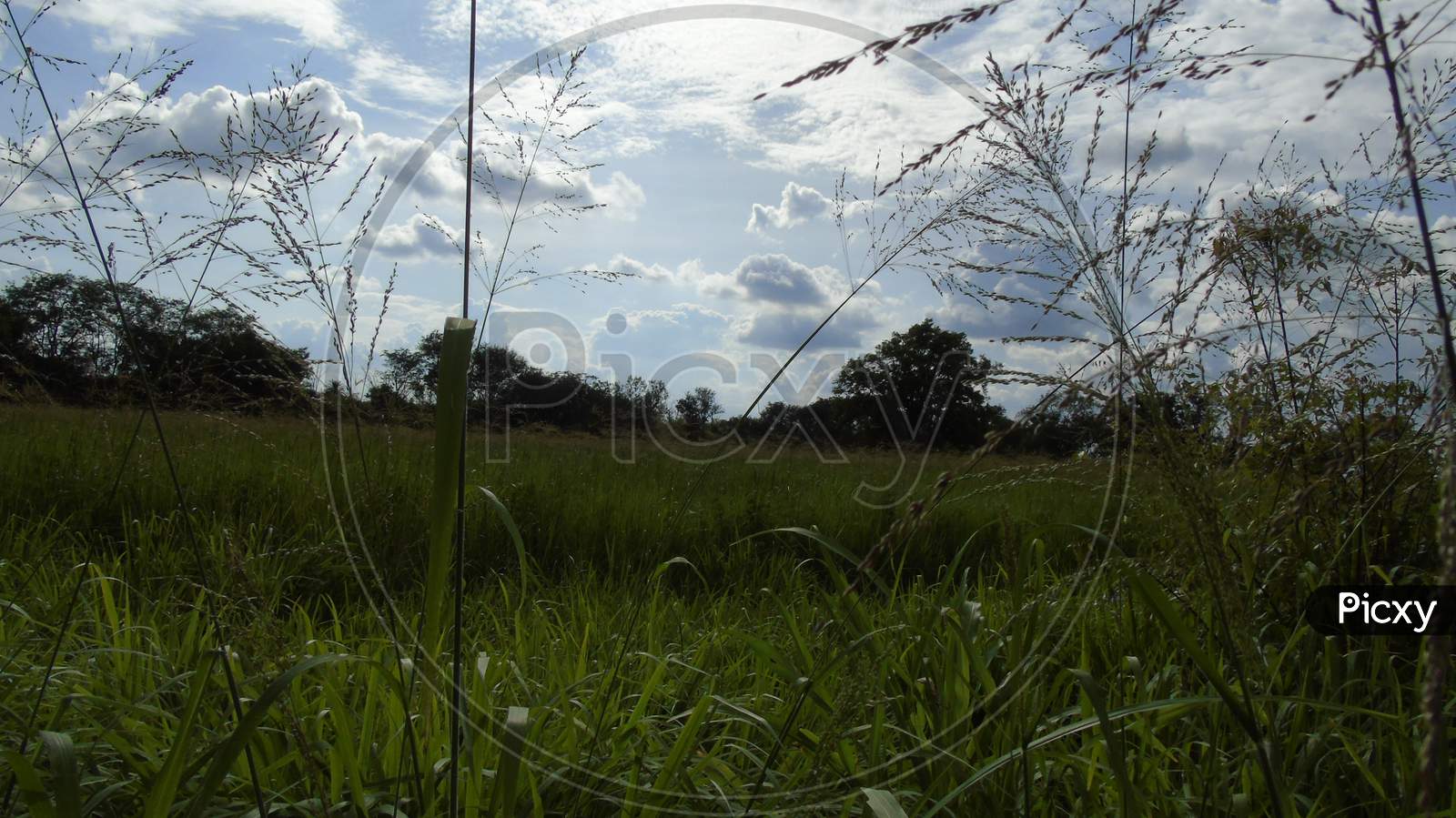 green grass land in village road side