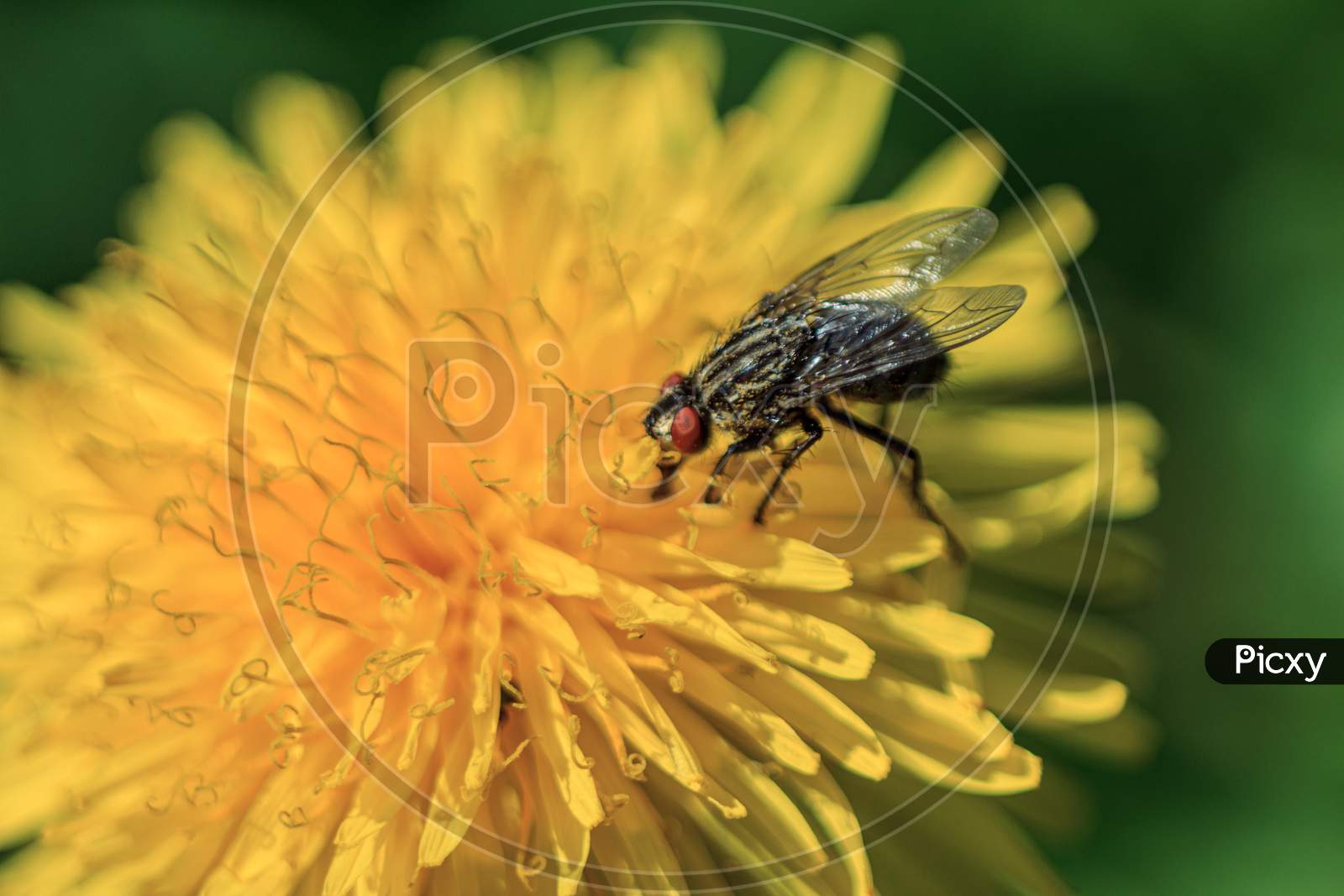Fly Eating Pullen In Dandelion