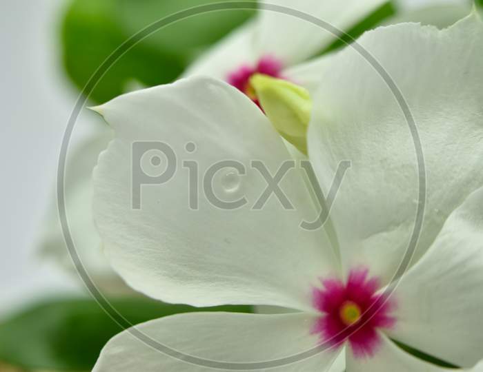 Beautiful Closeup Photograph Of Sadabahar Or Periwinkle Flower.