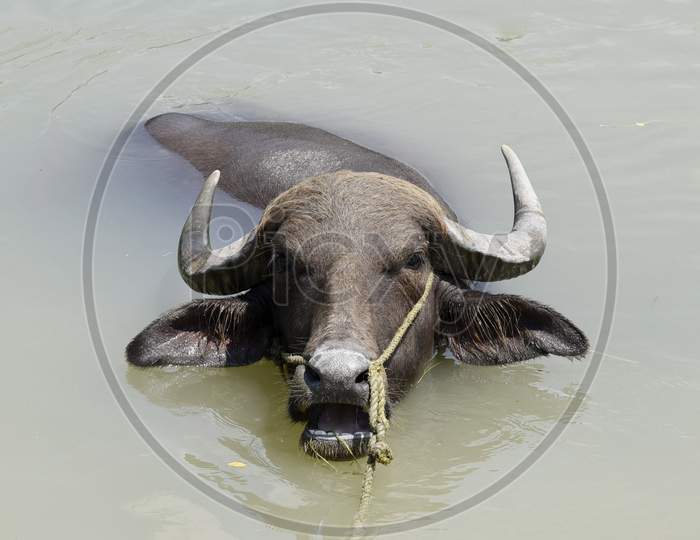 A buffalo cools off in a Pond