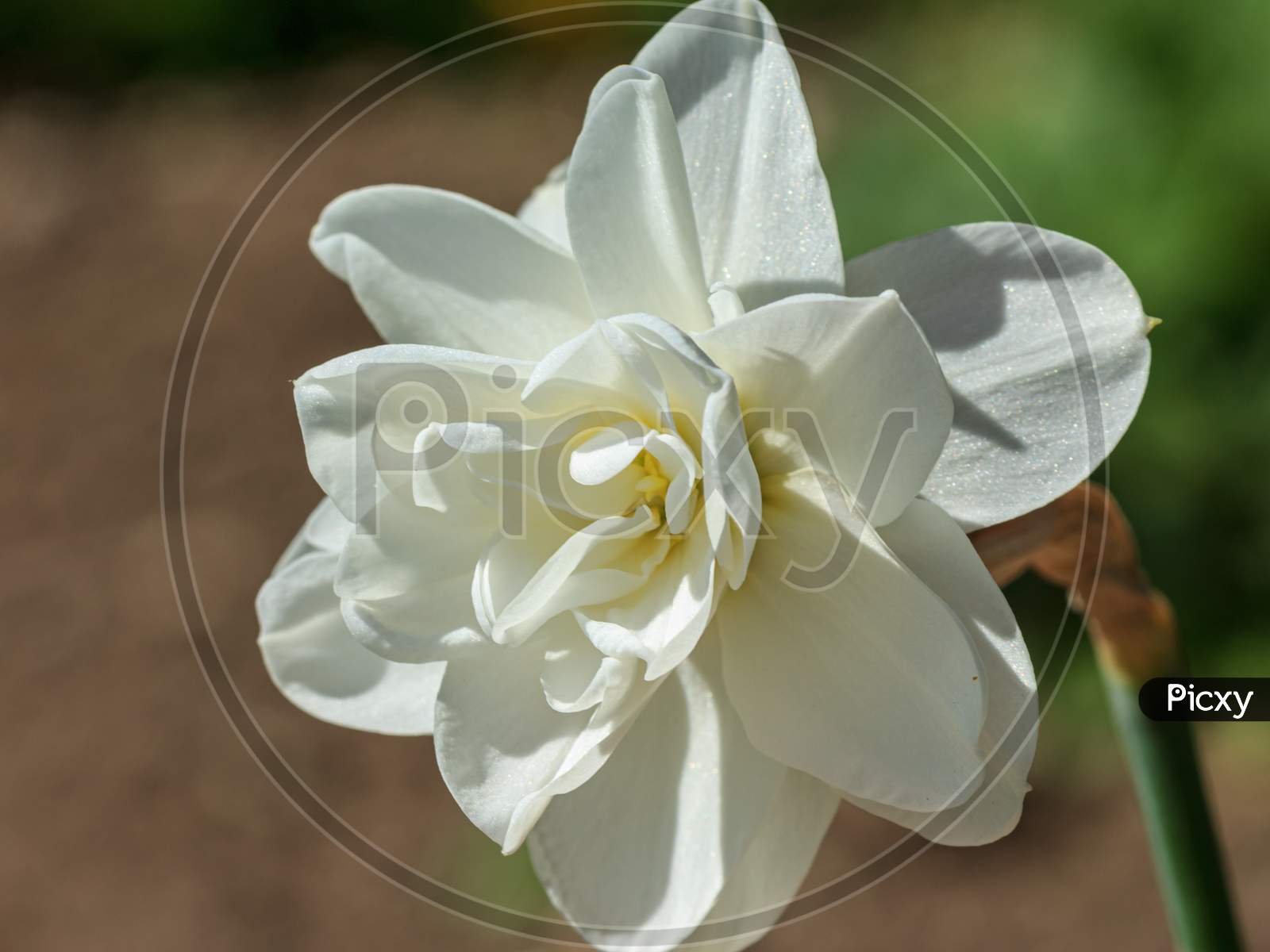 White Color Flower Plant 
Daffodil