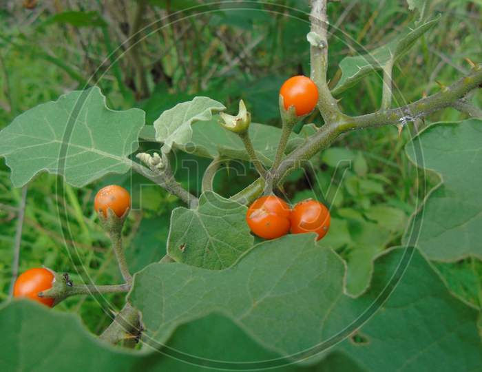 A vegetable plant with fruit
