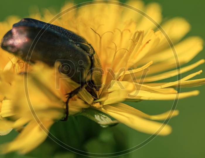 Cockchafer Bug Eating Pollen In Dandelion