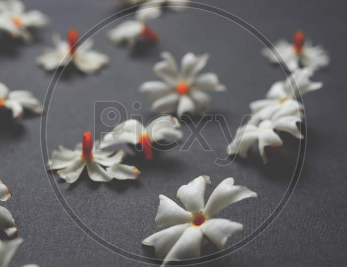 Parijat or prajakt flower also known as Nyctanthes arbor-tristis